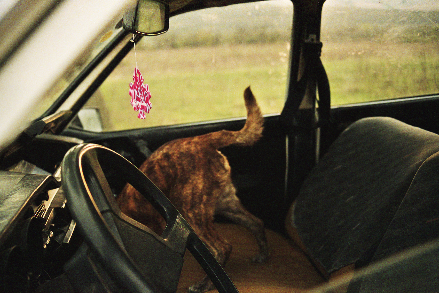 Ovidiu Gordan art photography Romanian familiar place dog in car
