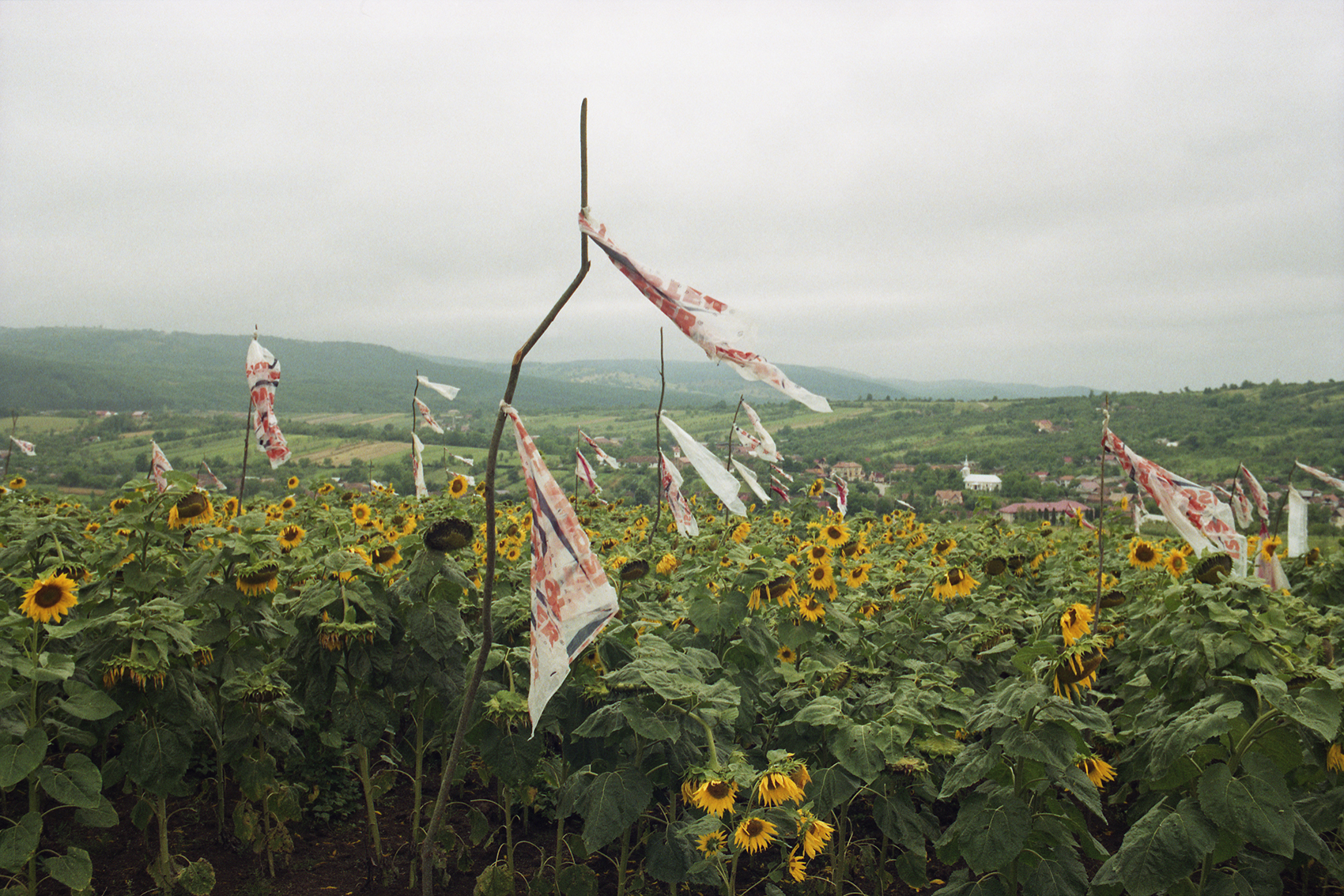 Ovidiu Gordan art photography Romanian familiar place sun flowers
