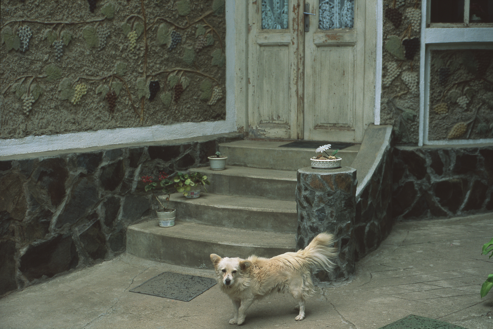 Ovidiu Gordan art photography Romanian color slides dog